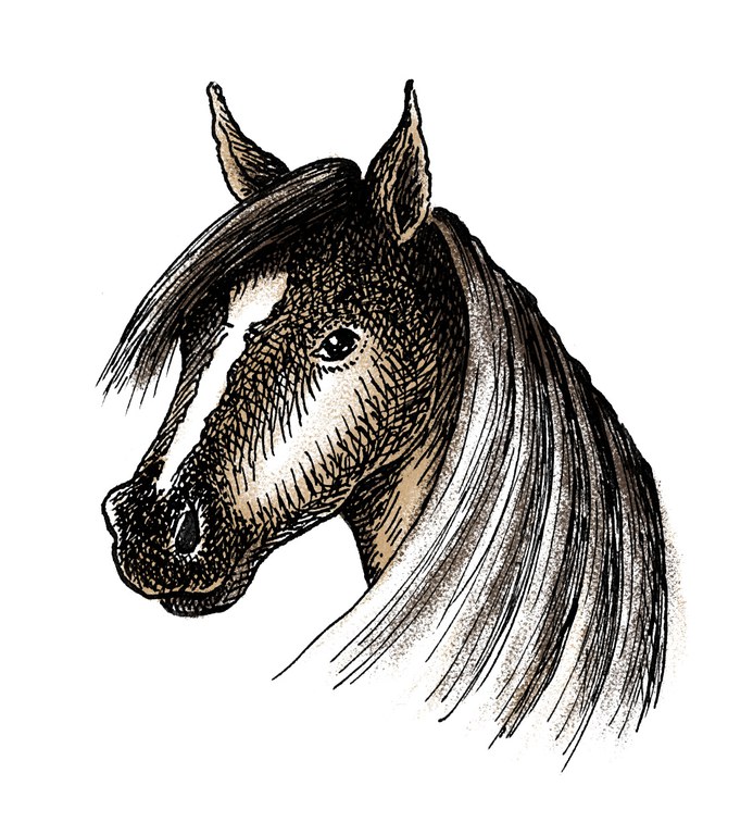 detail_reitstall.jpg